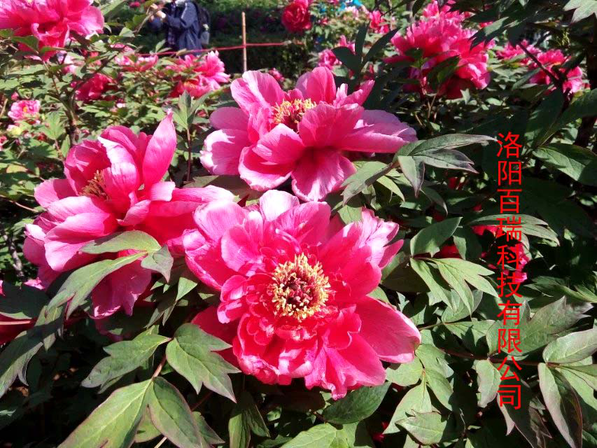 1587021562845905.png 圖片17.png